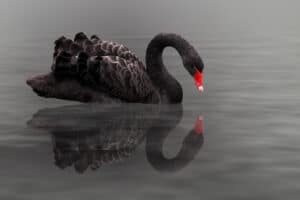 Black Swan mirrored in dark water.