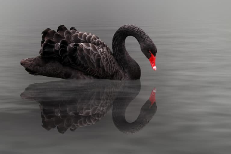 Black Swan mirrored in dark water.